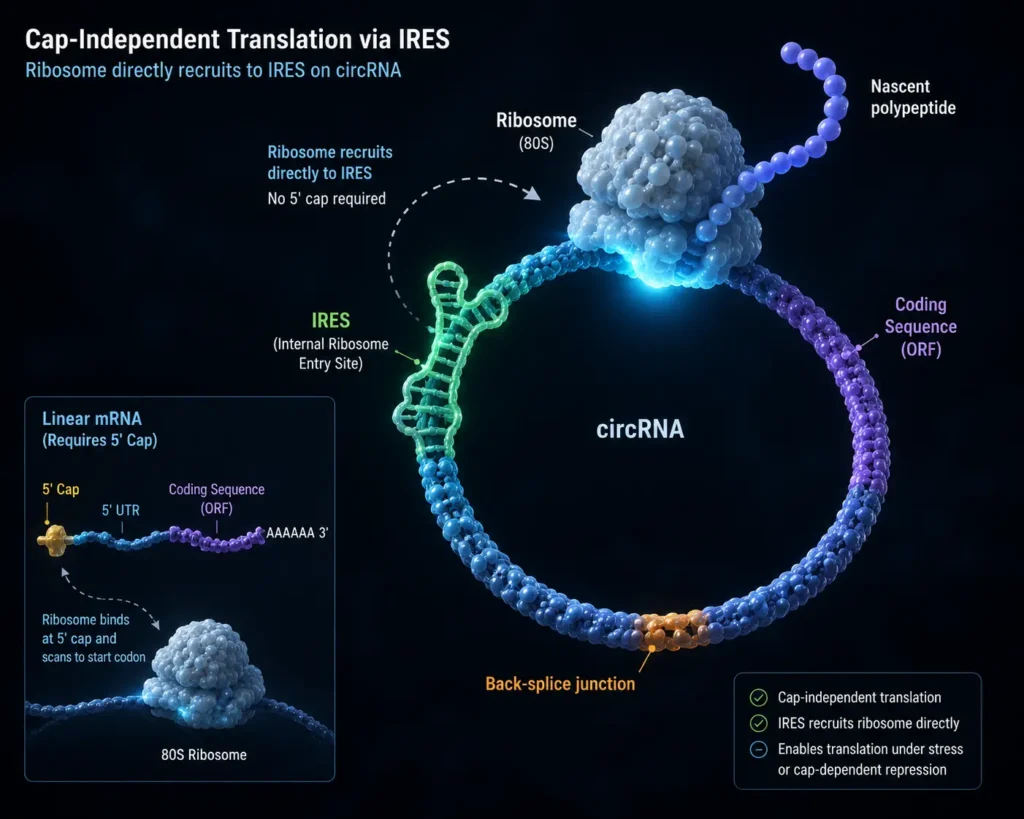 A molecular mechanism diagram showing circRNA translation utilizing an Internal Ribosome Entry Site (IRES).