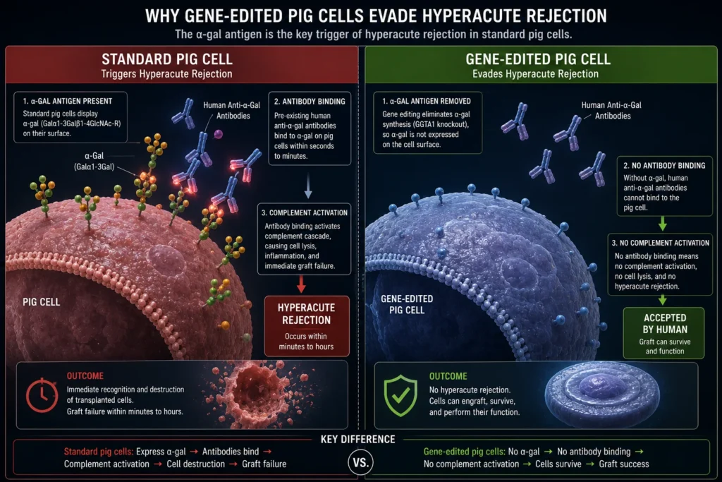 The CRISPR gene-editing process showing the Triple Knockout (3KO) to prevent hyperacute rejection in pig organs.