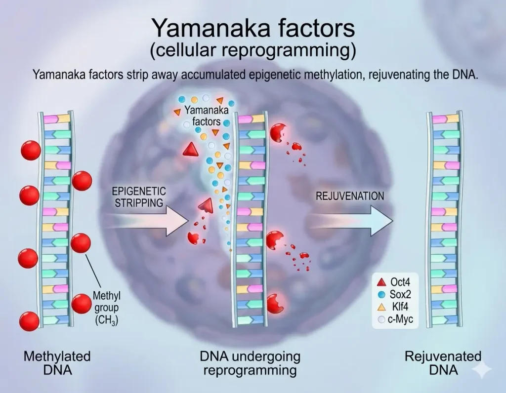 Yamanaka factors strip away accumulated epigenetic methylation, rejuvenating the DNA..